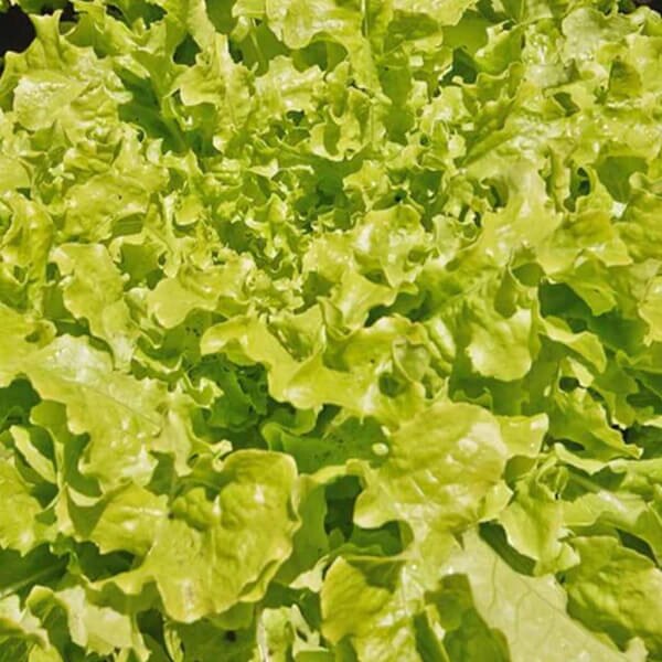 West Coast Seeds Loose Leaf Lettuce